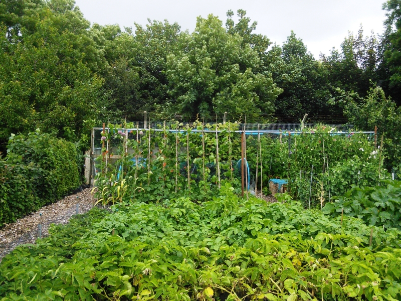 Aberystwyth Allotments